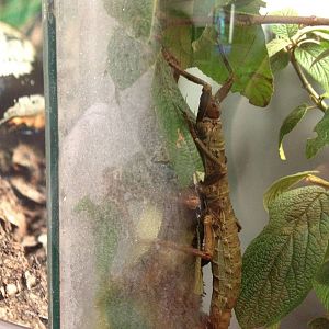 Aug. 2012-Thorny Devil