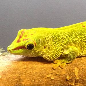 Aug. 2012-Madagascar Giant Day Gecko