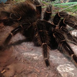 Aug. 2012-Brazilian Salmon-pink Tarantula