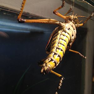 Aug. 2012-Eastern Lubber Grasshopper