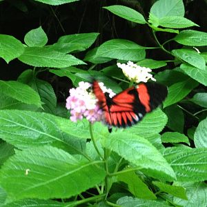 Aug. 2012-Passion Flower Butterfly taking flight