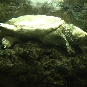 Aug. 2012-Alligator Snapping Turtle