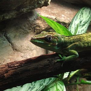 Aug. 2012-Knight Anole