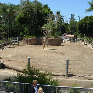 Indian Rhinoceros Yard