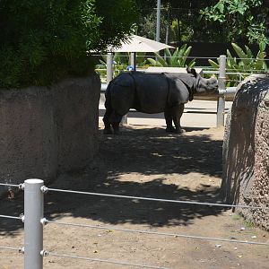 Indian Rhinoceros