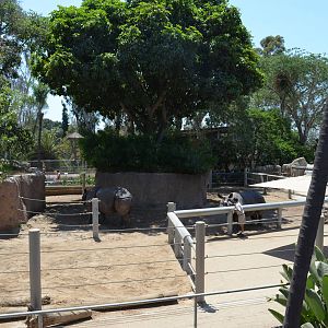 Indian Rhinoceros Yard