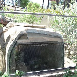 Southern Hairy-nosed Wombat Exhibit
