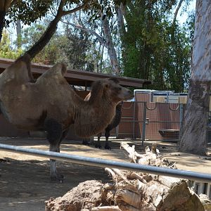 Bactrian Camel
