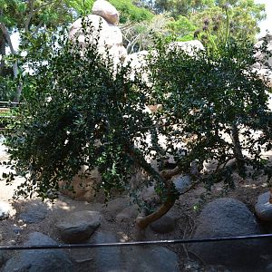 Rock Hyrax and Klipspringer Exhibit