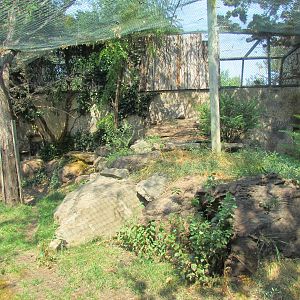 Snow Leopard Exhibit