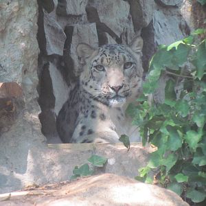 Snow Leopard