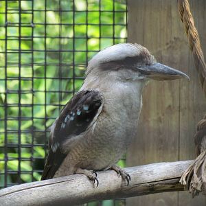 Laughing Kookaburra
