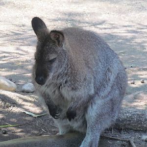 Bennett's Wallaby