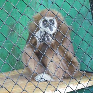 White-Handed Gibbon