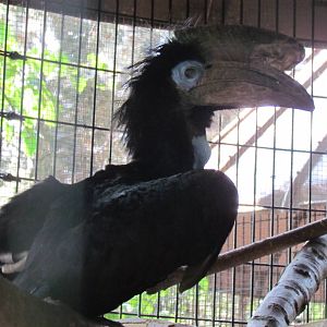 Black-Casqued Hornbill