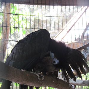Black-Casqued Hornbill