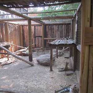 Serval Exhibit