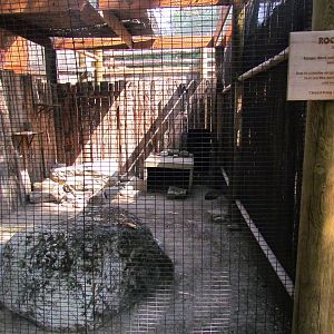 Serval Exhibit