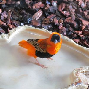 Orange Bishop Weaver