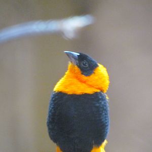 Orange Bishop Weaver