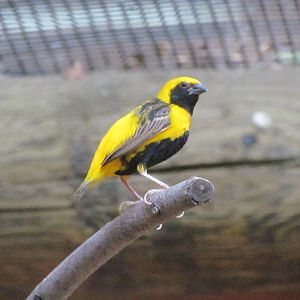 Yellow-Crowned Bishop Weaver