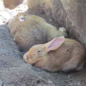 Giant Flemmish Rabbit