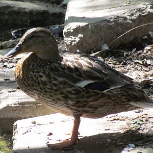 Mallard (wild)
