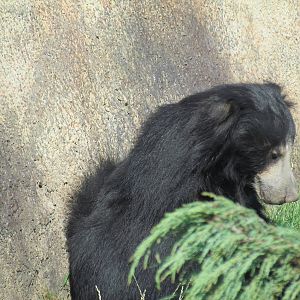 Sloth Bear