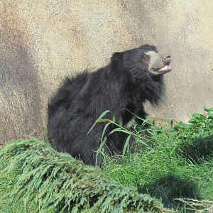 Sloth Bear