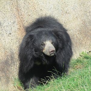 Sloth Bear