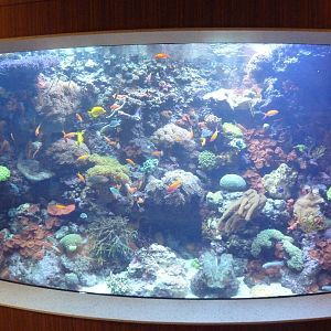 Coral Reef Tank