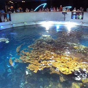 Great Ocean Tank - Top View