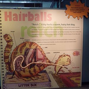 Grossology - Hairballs!