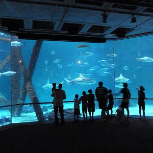 Gulf of Mexico - 400,000 Gallon Shark Tank