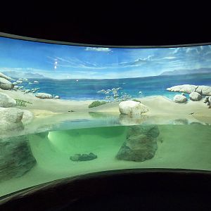 African Penguin Exhibit