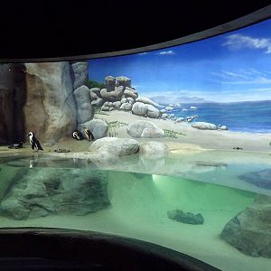 African Penguin Exhibit