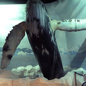 Breaching Humpback Whale