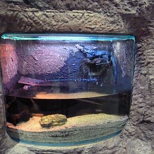 Gator Alley - Juvenile Dwarf Crocodile Exhibit