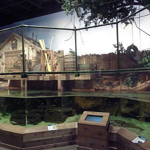 Gator Alley - Mighty Mike Exhibit (American Alligator)