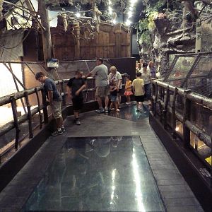 Gator Alley - Orinoco Crocodile Exhibit