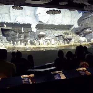 Penguin Palooza (Theater-Style Viewing)