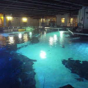 Surrounded by Sharks (Upper Viewing)