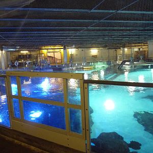 Surrounded by Sharks (Upper Viewing)