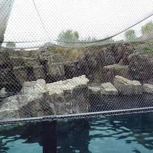 Sea Cliffs - Walrus Exhibit