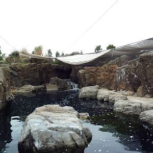 Sea Cliffs - California Sea Lion/Harbour Seal Exhibit