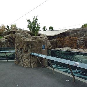 Sea Cliffs - California Sea Lion/Harbour Seal Exhibit