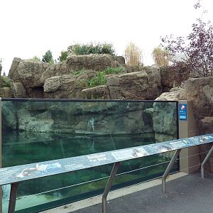 Sea Cliffs - Northern Fur Seal Exhibit