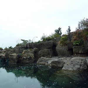 Sea Cliffs - Sea Otter Exhibit