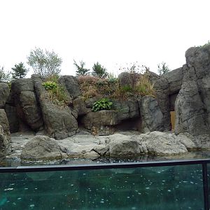 Sea Cliffs - Sea Otter Exhibit