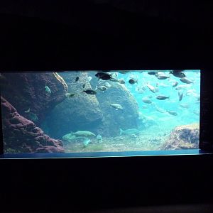 Sea Cliffs - Black-Footed Penguin Exhibit (Underwater Viewing)